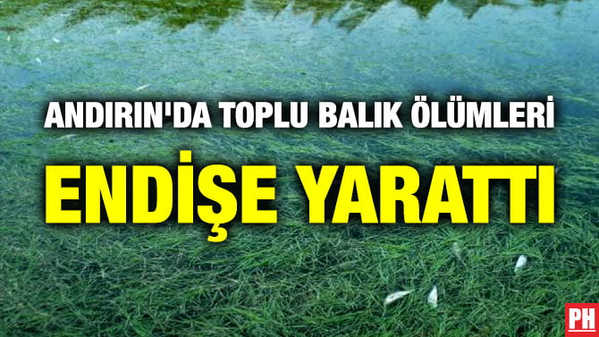 ANDIRIN’DA TOPLU BALIK ÖLÜMLERİ ENDİŞE YARATTI