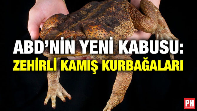 ABD’NİN YENİ KABUSU: ZEHİRLİ KAMIŞ KURBAĞALARI