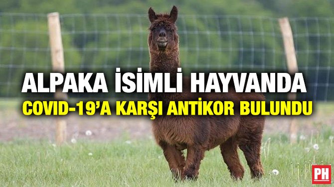 ALPAKA İSİMLİ HAYVANDA COVID-19’A KARŞI ANTİKOR BULUNDU