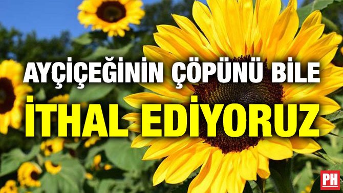 AYÇİÇEĞİNİN ÇÖPÜNÜ BİLE İTHAL EDİYORUZ
