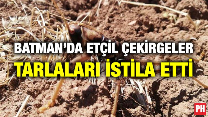 BATMAN’DA ETÇİL ÇEKİRGELER TARLALARI İSTİLA ETTİ