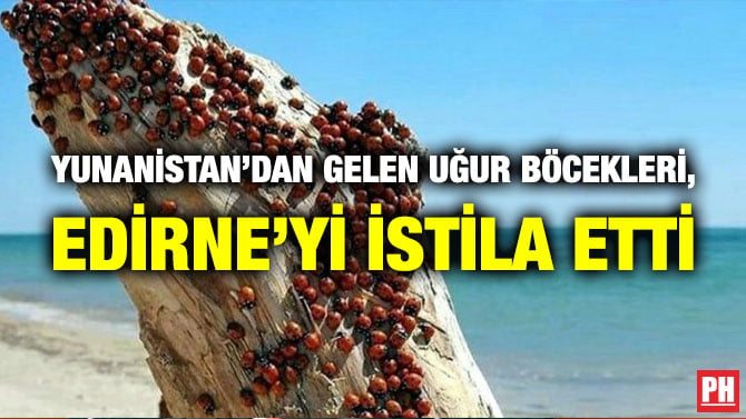 YUNANİSTAN’DAN GELEN UĞUR BÖCEKLERİ, EDİRNE’Yİ İSTİLA ETTİ