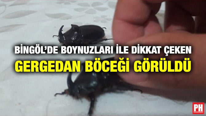 BİNGÖL’DE BOYNUZLARI İLE DİKKAT ÇEKEN GERGEDAN BÖCEĞİ GÖRÜLDÜ