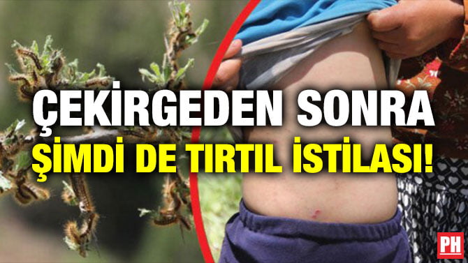 ÇEKİRGEDEN SONRA ŞİMDİ DE TIRTIL İSTİLASI!