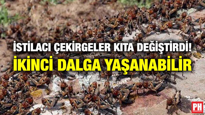 İSTİLACI ÇEKİRGELER KITA DEĞİŞTİRDİ! İKİNCİ DALGA YAŞANABİLİR