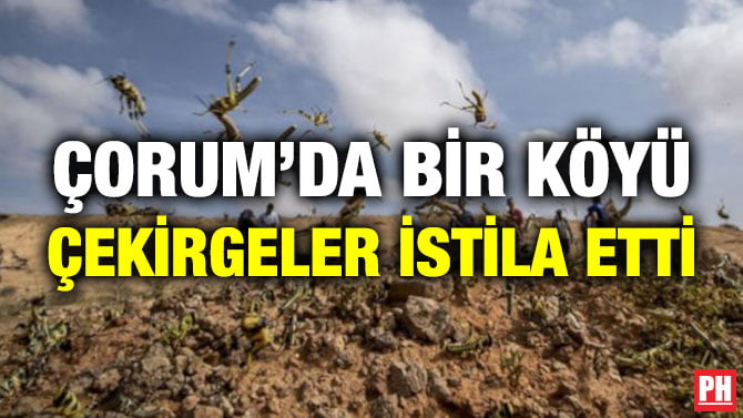 ÇORUM’DA BİR KÖYÜ ÇEKİRGELER İSTİLA ETTİ