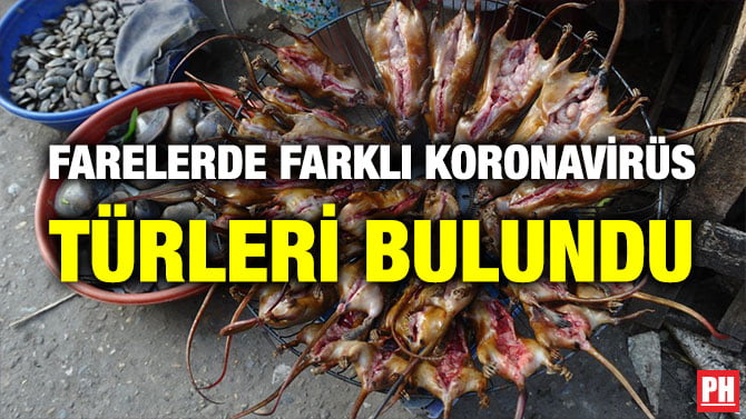FARELERDE FARKLI KORONAVİRÜS TÜRLERİ BULUNDU