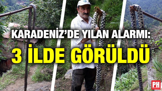 KARADENİZ’DE YILAN ALARMI: 3 İLDE GÖRÜLDÜ