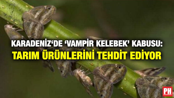 KARADENİZ‘DE ‘VAMPİR KELEBEK’ KABUSU: TARIM ÜRÜNLERİNİ TEHDİT EDİYOR