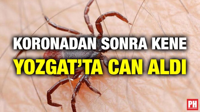 KORONADAN SONRA KENE YOZGAT’TA CAN ALDI
