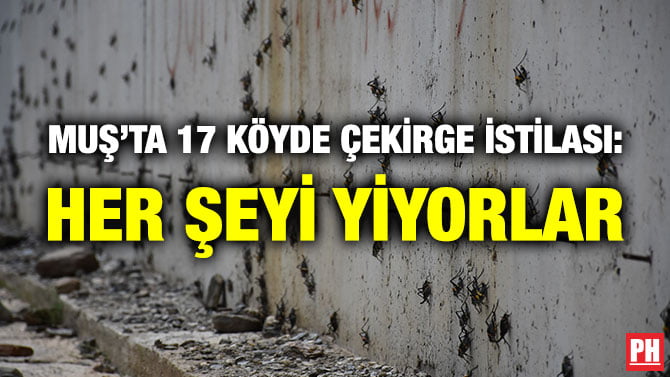 MUŞ’TA 17 KÖYDE ÇEKİRGE İSTİLASI: HER ŞEYİ YİYORLAR