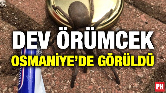 DEV ÖRÜMCEK OSMANİYE’DE GÖRÜLDÜ