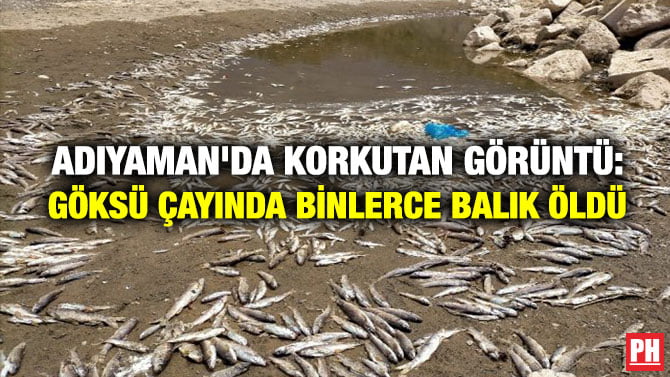 ADIYAMAN’DA KORKUTAN GÖRÜNTÜ: GÖKSÜ ÇAYINDA BİNLERCE BALIK ÖLDÜ