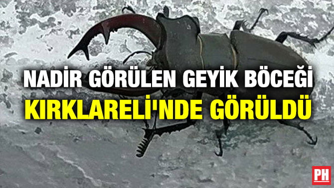 NADİR GÖRÜLEN GEYİK BÖCEĞİ KIRKLARELİ’NDE GÖRÜLDÜ