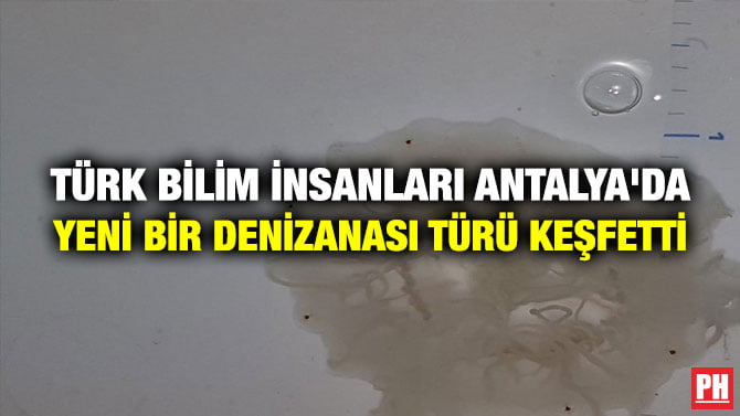 TÜRK BİLİM İNSANLARI ANTALYA’DA YENİ BİR DENİZANASI TÜRÜ KEŞFETTİ