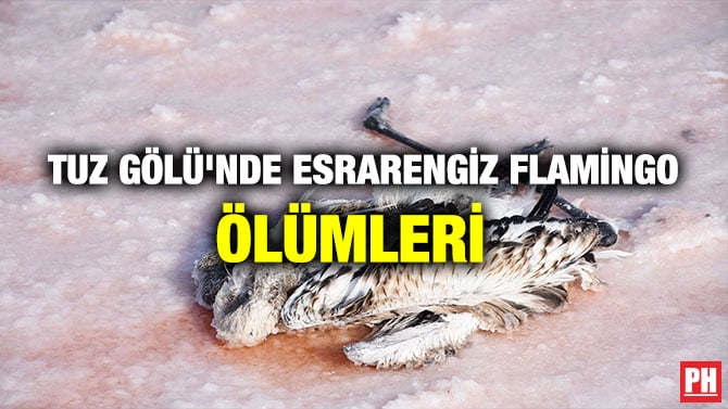 TUZ GÖLÜ’NDE ESRARENGİZ FLAMİNGO ÖLÜMLERİ