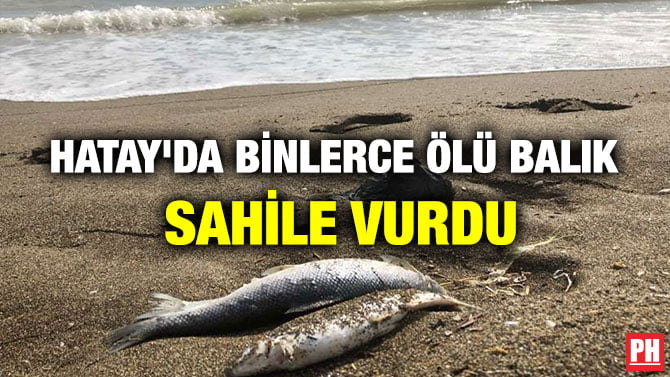 HATAY’DA BİNLERCE ÖLÜ BALIK SAHİLE VURDU!