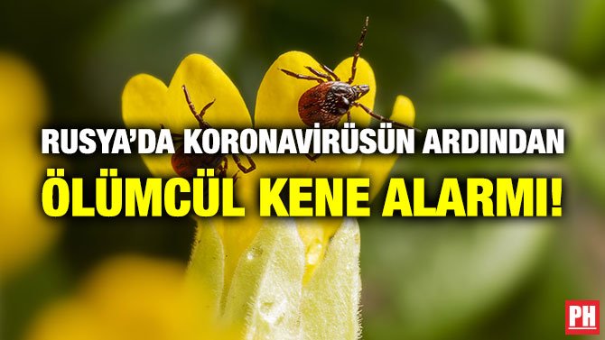 RUSYA’DA KORONAVİRÜSÜN ARDINDAN ÖLÜMCÜL KENE ALARMI!