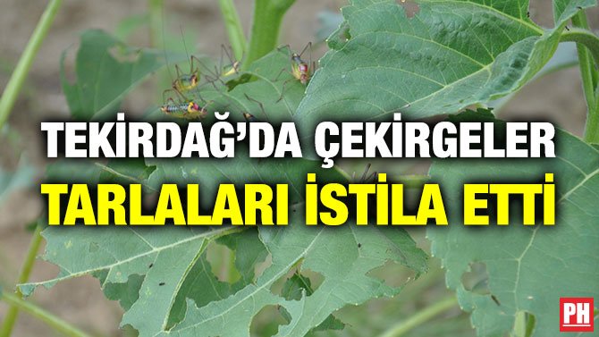 TEKİRDAĞ’DA ÇEKİRGELER TARLALARI İSTİLA ETTİ
