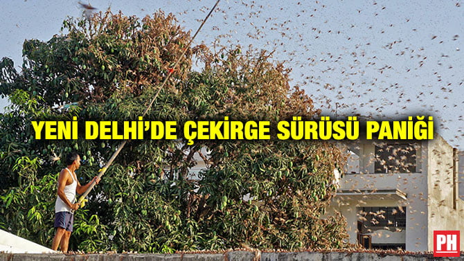 YENİ DELHİ’DE ÇEKİRGE SÜRÜSÜ PANİĞİ