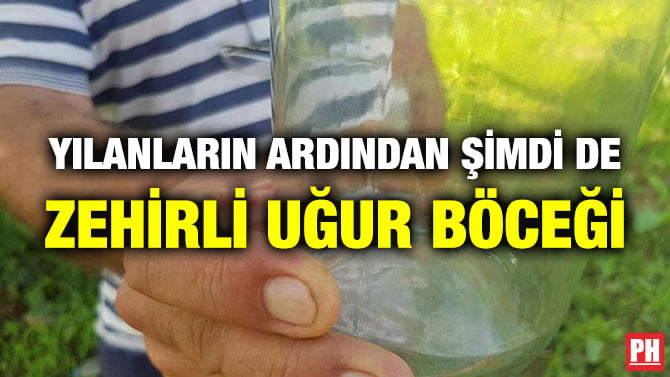 YILANLARIN ARDINDAN ŞİMDİ DE ZEHİRLİ UĞUR BÖCEĞİ