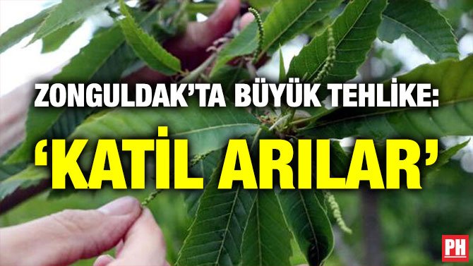 ZONGULDAK’TA BÜYÜK TEHLİKE: ‘KATİL ARILAR’