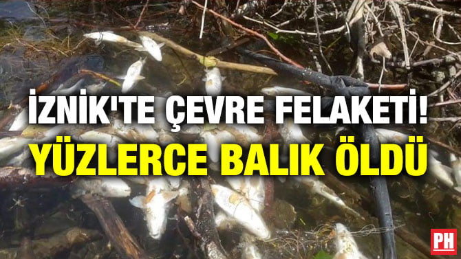 İZNİK’TE ÇEVRE FELAKETİ! YÜZLERCE BALIK ÖLDÜ