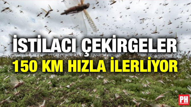 İSTİLACI ÇEKİRGELER 150 KM HIZLA İLERLİYOR