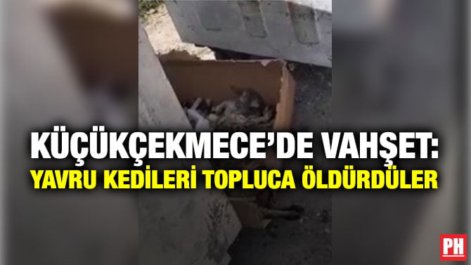 KÜÇÜKÇEKMECE’DE VAHŞET: YAVRU KEDİLERİ TOPLUCA ÖLDÜRDÜLER