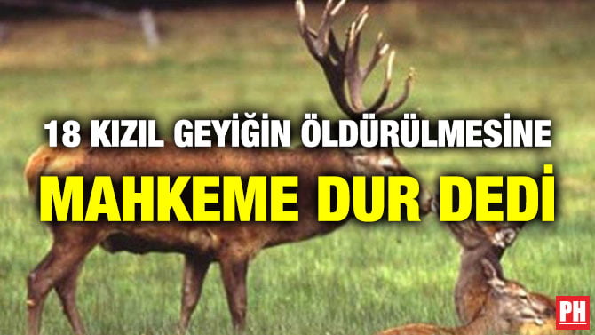 18 KIZIL GEYİĞİN ÖLDÜRÜLMESİNE MAHKEME DUR DEDİ