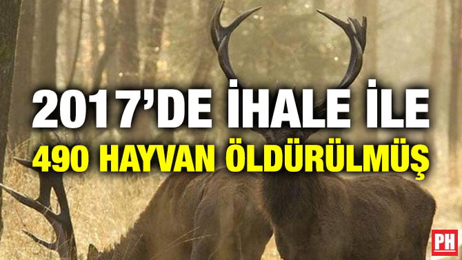 2017’DE İHALE İLE 490 HAYVAN ÖLDÜRÜLMÜŞ