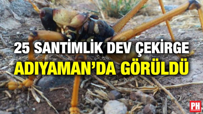 25 SANTİMLİK DEV ÇEKİRGE ADIYAMAN’DA GÖRÜLDÜ