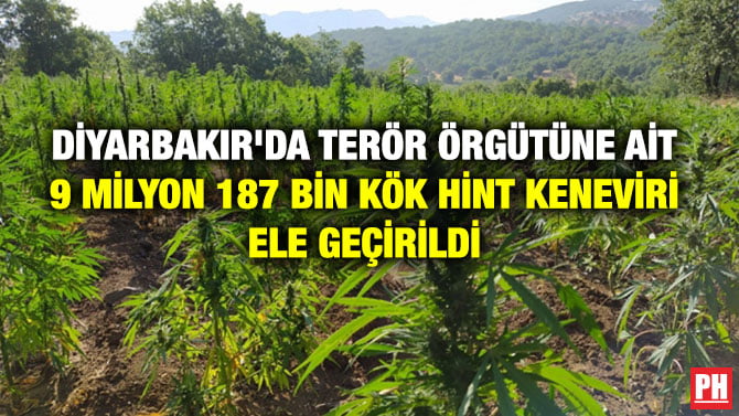 DİYARBAKIR’DA TERÖR ÖRGÜTÜNE AİT 9 MİLYON 187 BİN KÖK HİNT KENEVİRİ ELE GEÇİRİLDİ