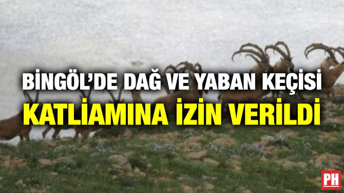 BİNGÖL’DE DAĞ VE YABAN KEÇİSİ KATLİAMINA İZİN VERİLDİ