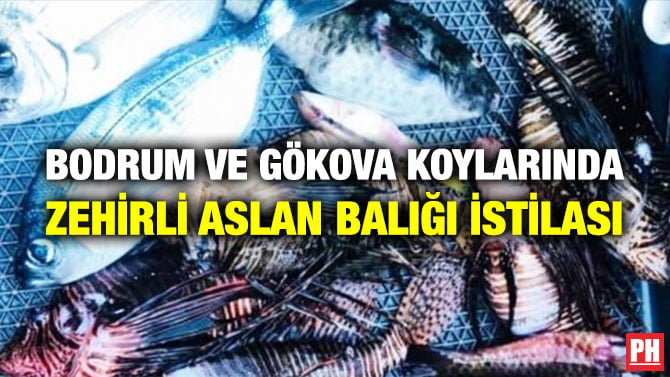 BODRUM VE GÖKOVA KOYLARINDA ZEHİRLİ ASLAN BALIĞI İSTİLASI