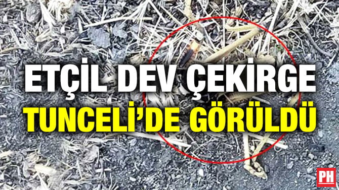ETÇİL DEV ÇEKİRGE TUNCELİ’DE GÖRÜLDÜ