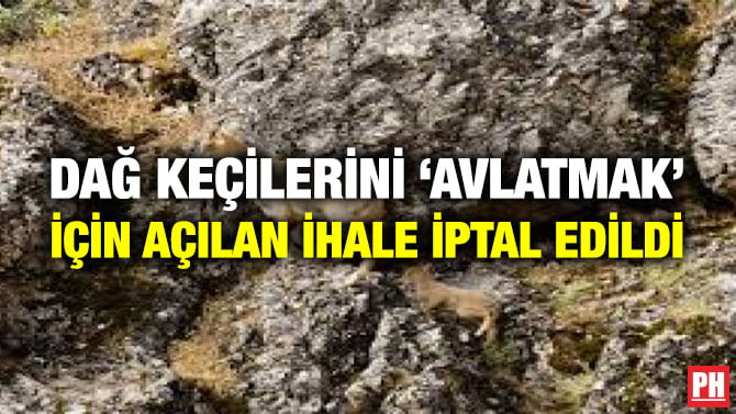 DAĞ KEÇİLERİNİ ‘AVLATMAK’ İÇİN AÇILAN İHALE İPTAL EDİLDİ