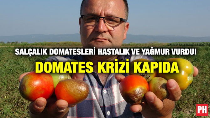 SALÇALIK DOMATESLERİ HASTALIK VE YAĞMUR VURDU! DOMATES KRİZİ KAPIDA