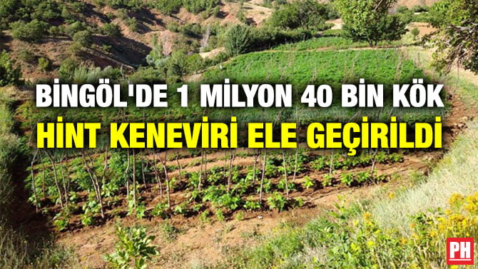 BİNGÖL’DE 1 MİLYON 40 BİN KÖK HİNT KENEVİRİ ELE GEÇİRİLDİ