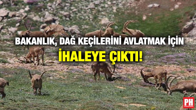 BAKANLIK, DAĞ KEÇİLERİNİ AVLATMAK İÇİN İHALEYE ÇIKTI!