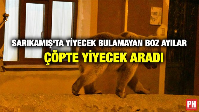 SARIKAMIŞ’TA YİYECEK BULAMAYAN BOZ AYILAR ÇÖPTE YİYECEK ARADI