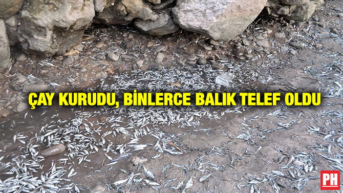 ÇAY KURUDU, BİNLERCE BALIK TELEF OLDU