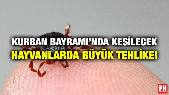 KURBAN BAYRAMI’NDA KESİLECEK HAYVANLARDA BÜYÜK TEHLİKE!