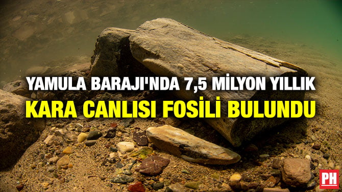 YAMULA BARAJI’NDA 7,5 MİLYON YILLIK KARA CANLISI FOSİLİ BULUNDU