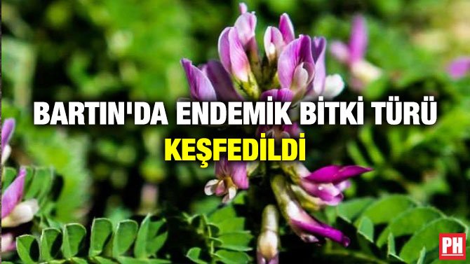 BARTIN’DA ENDEMİK BİTKİ TÜRÜ KEŞFEDİLDİ