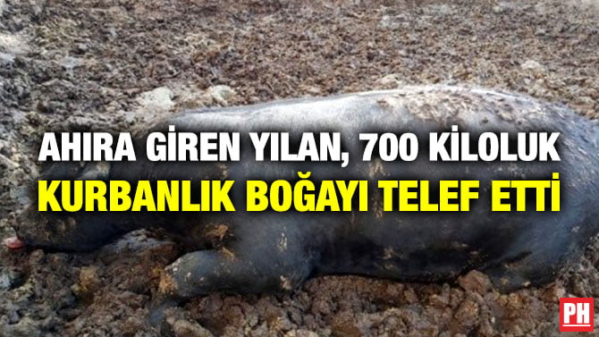 AHIRA GİREN YILAN, 700 KİLOLUK KURBANLIK BOĞAYI TELEF ETTİ
