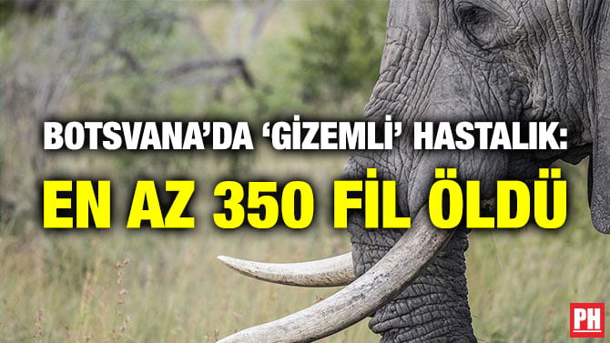 BOTSVANA’DA ‘GİZEMLİ’ HASTALIK: EN AZ 350 FİL ÖLDÜ