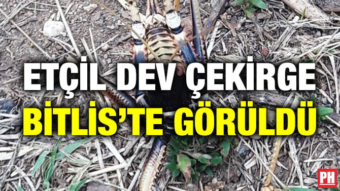 ETÇİL DEV ÇEKİRGE BİTLİS’TE GÖRÜLDÜ