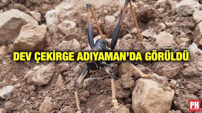 DEV ÇEKİRGE ADIYAMAN’DA GÖRÜLDÜ