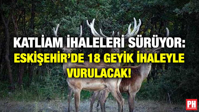 KATLİAM İHALELERİ SÜRÜYOR: ESKİŞEHİR’DE 18 GEYİK İHALEYLE VURULACAK!